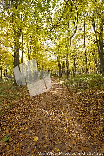 Image of the autumn wood  