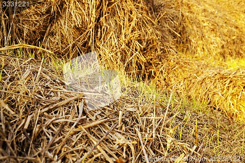 Image of the sprouted wheat  