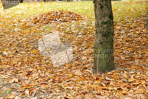 Image of fallen leaves  