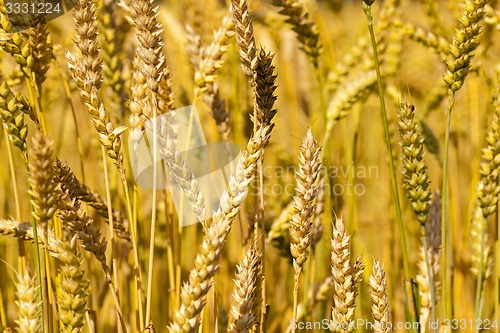 Image of mature cereals  