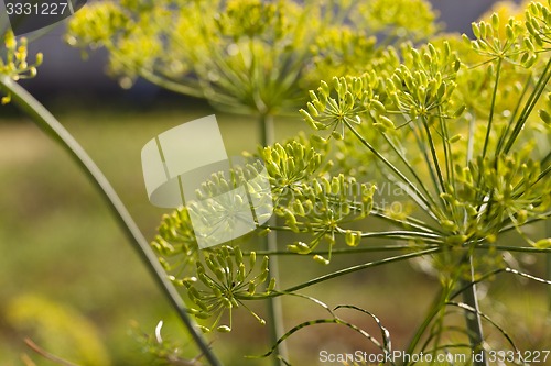 Image of inflorescence dill Horticultural  