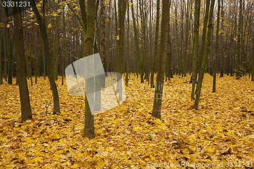 Image of the autumn wood  