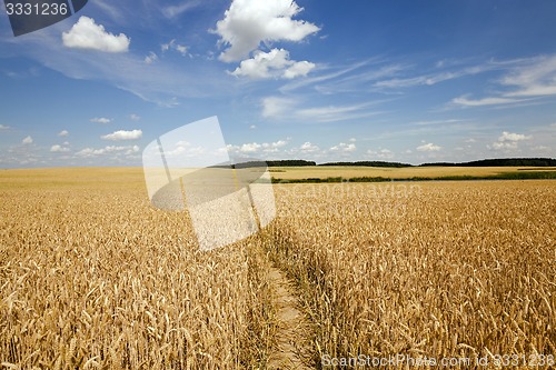 Image of footpath in the field  