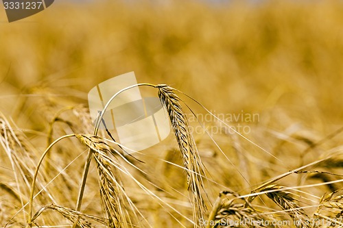 Image of ripened cereals  