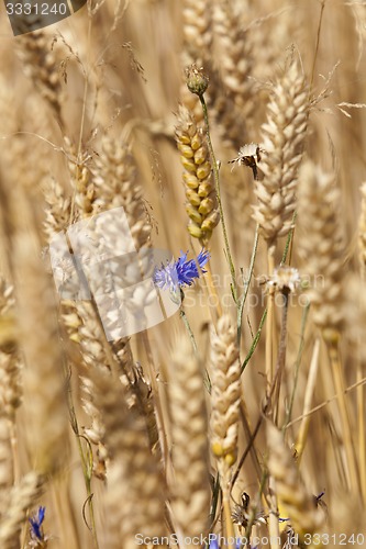 Image of corn flower 