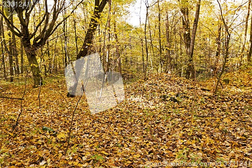 Image of the autumn wood  