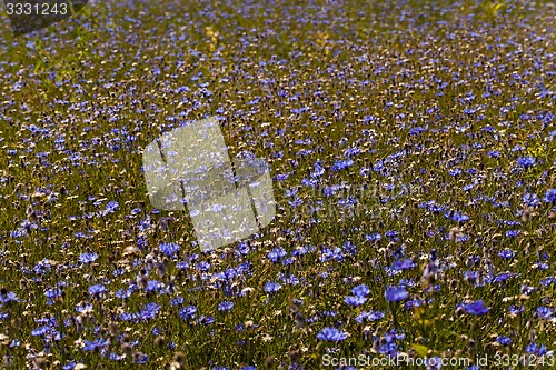 Image of cornflowers  