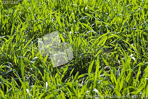 Image of ripe wheat  