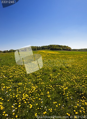 Image of Dandelion field 