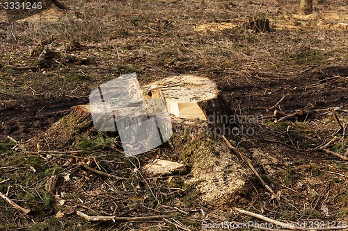 Image of srubleenny trees 