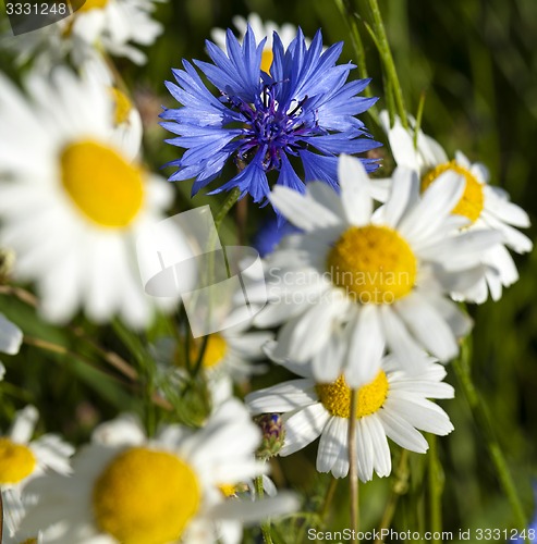 Image of chamomile flowers and one flower cornflower  