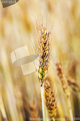 Image of ripe wheat  