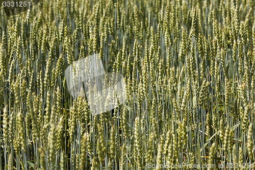 Image of wheat ears  