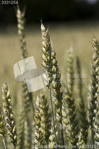 Image of green rye  