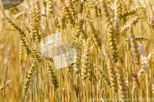 Image of ripened cereals  