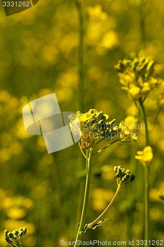 Image of flowering 