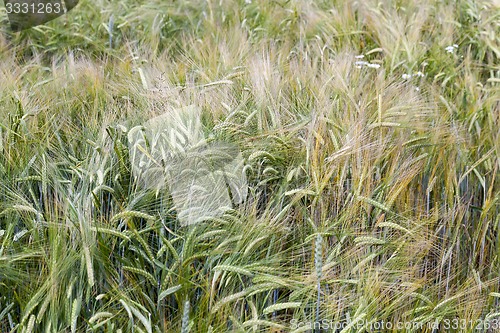 Image of ears of rye  