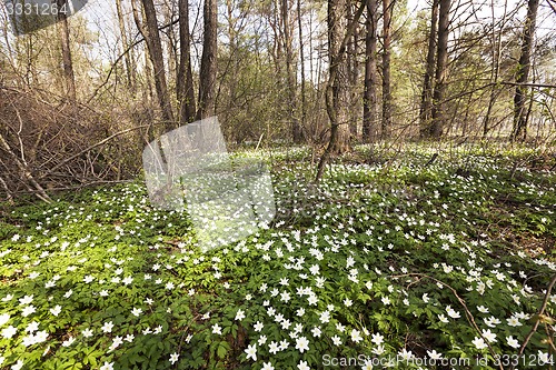 Image of spring flowers  