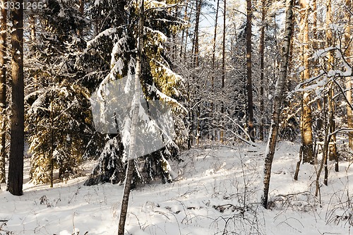 Image of fir-tree in the winter  