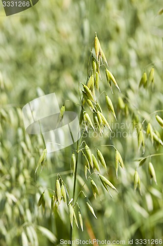 Image of ears of corn 