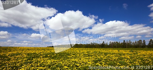 Image of Dandelion field  