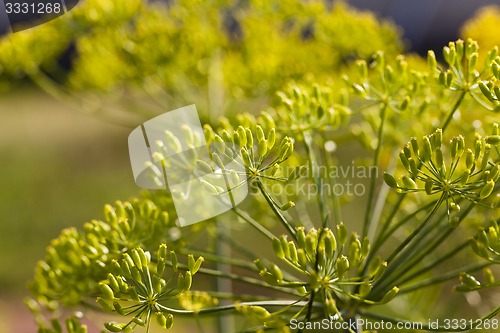 Image of inflorescence dill Horticultural  