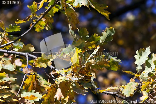 Image of trees in the fall  