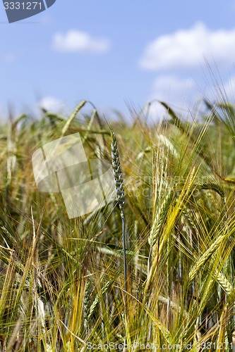 Image of ears of rye  
