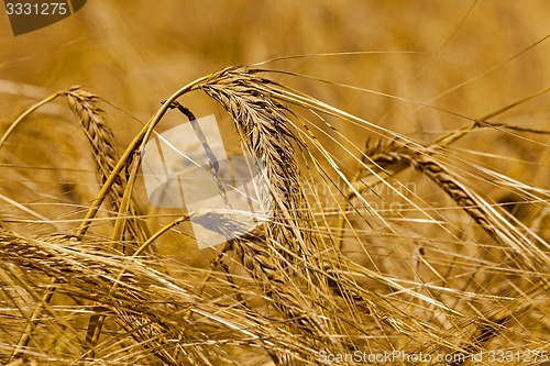 Image of mature cereals  