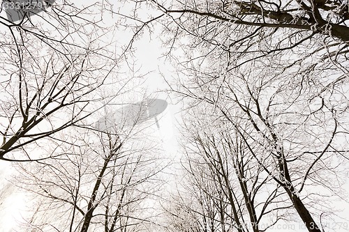 Image of winter trees  