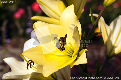 Image of Yellow lily flower  