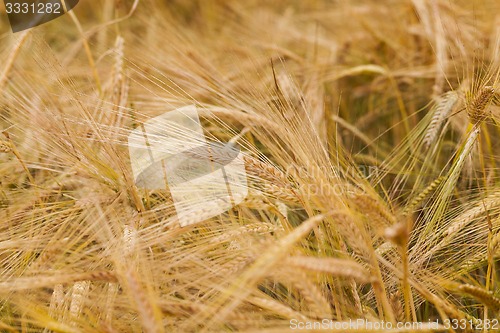 Image of ripened cereals  