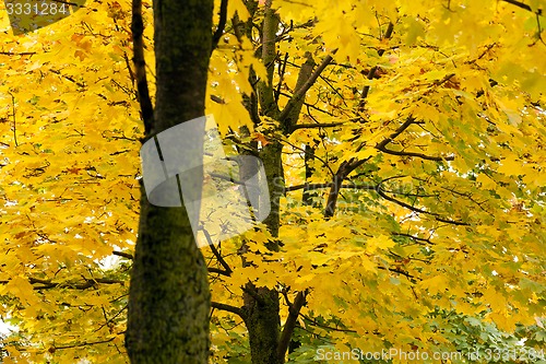 Image of yellow leaves  