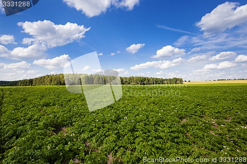Image of potato field 