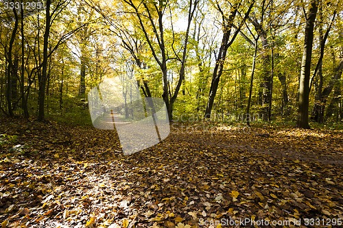 Image of the autumn wood 