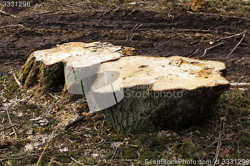 Image of old trees  