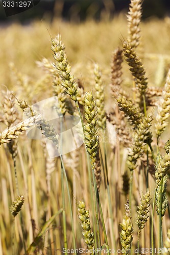 Image of ripened cereals  