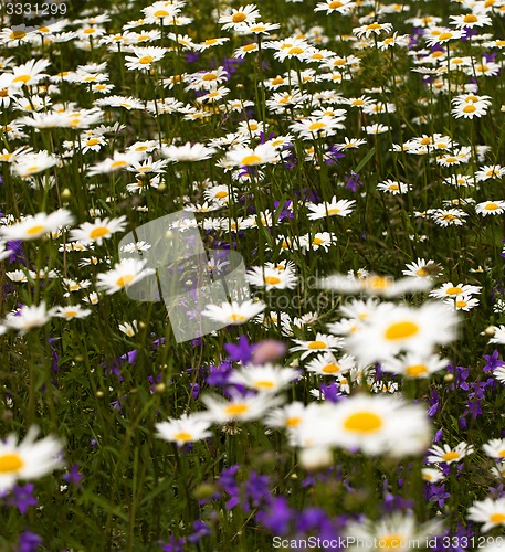 Image of chamomile flowers  