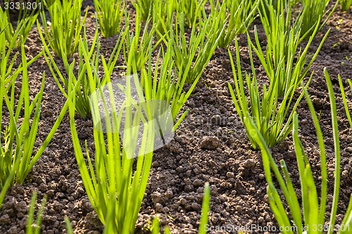 Image of leaves leek 