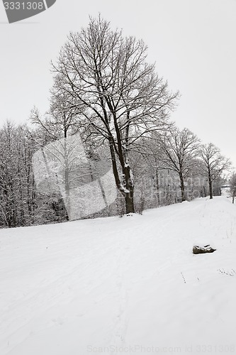 Image of trees in the winter  