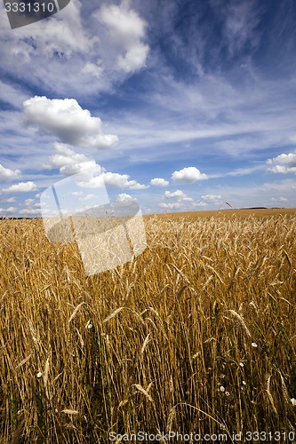 Image of unripe cereals  