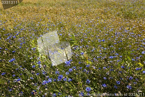 Image of cornflowers  