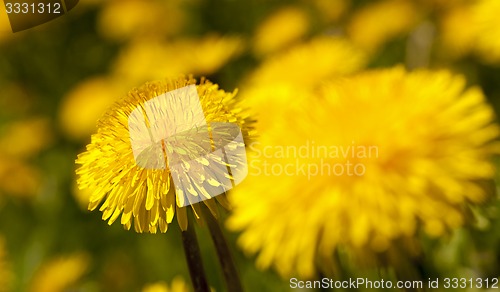 Image of dandelion  