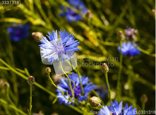 Image of cornflower  