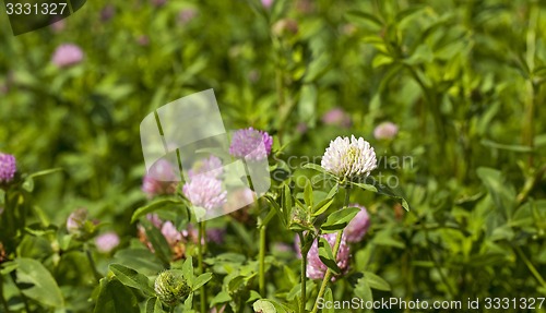 Image of flowering clover  