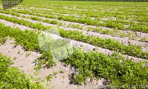 Image of carrot field  