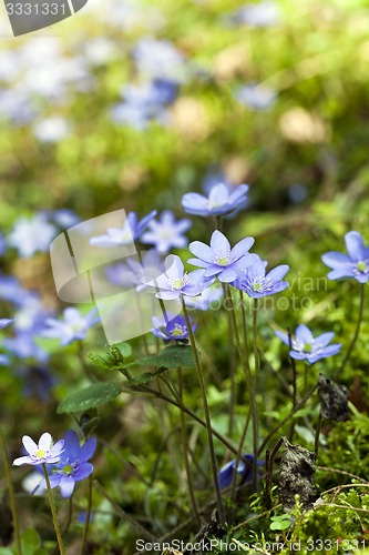 Image of spring flowers  