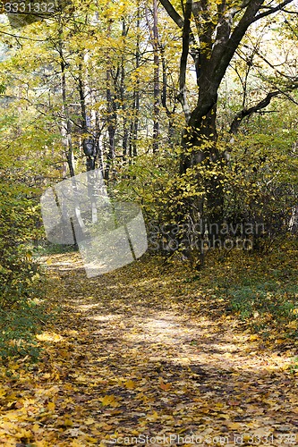 Image of the autumn wood 