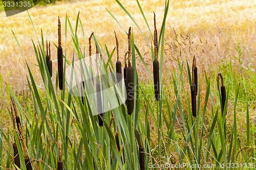 Image of flowering cattail  