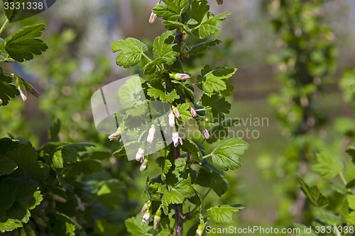 Image of currant blossoming  
